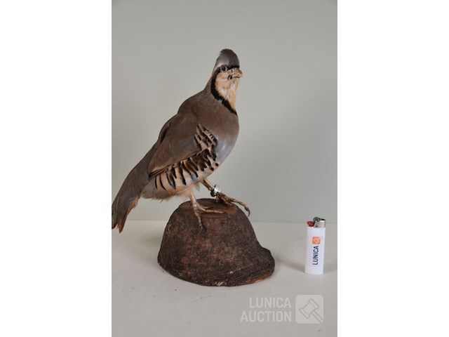 Vintage taxidermie - afbeelding 2 van  6
