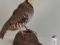 Vintage taxidermie - afbeelding 2 van  6