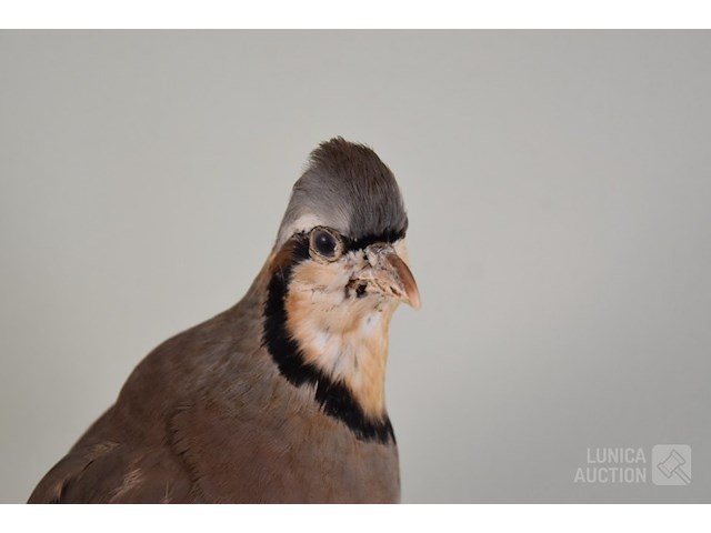 Vintage taxidermie - afbeelding 3 van  6