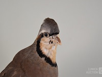 Vintage taxidermie - afbeelding 3 van  6