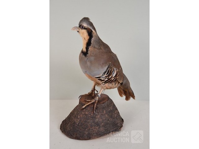 Vintage taxidermie - afbeelding 4 van  6