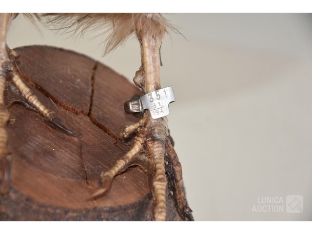 Vintage taxidermie - afbeelding 5 van  6