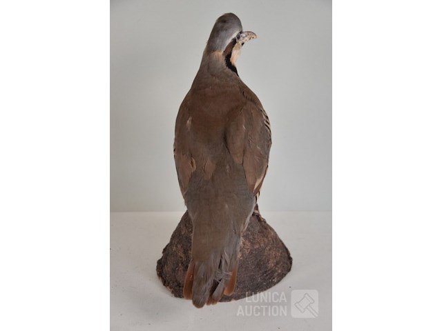 Vintage taxidermie - afbeelding 6 van  6