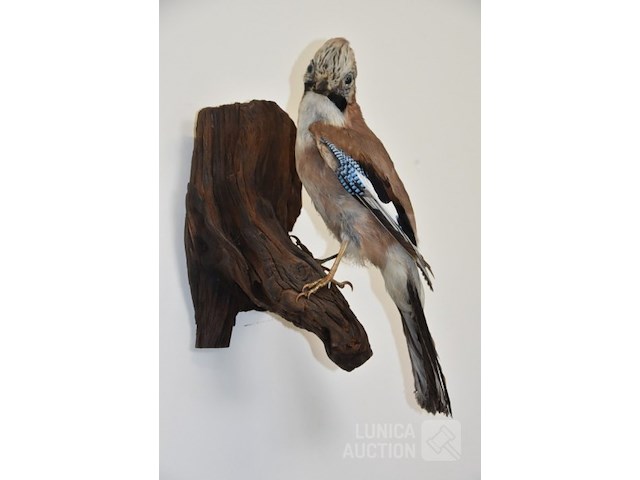 Vintage taxidermie - afbeelding 1 van  3