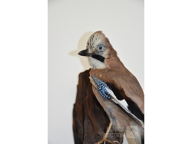 Vintage taxidermie - afbeelding 2 van  3
