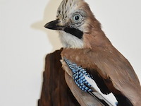 Vintage taxidermie - afbeelding 2 van  3