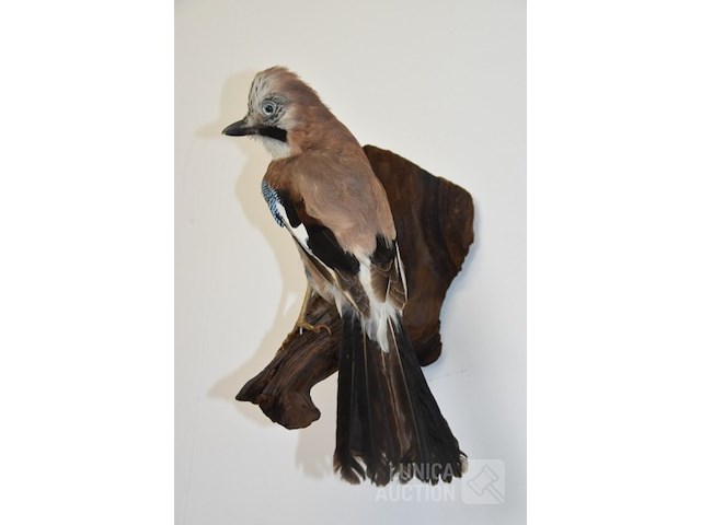 Vintage taxidermie - afbeelding 3 van  3