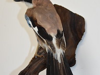 Vintage taxidermie - afbeelding 3 van  3