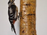 Vintage taxidermie - afbeelding 1 van  5