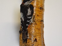 Vintage taxidermie - afbeelding 2 van  5