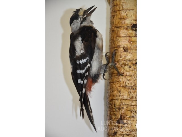 Vintage taxidermie - afbeelding 3 van  5