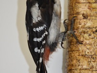 Vintage taxidermie - afbeelding 3 van  5