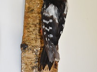 Vintage taxidermie - afbeelding 4 van  5