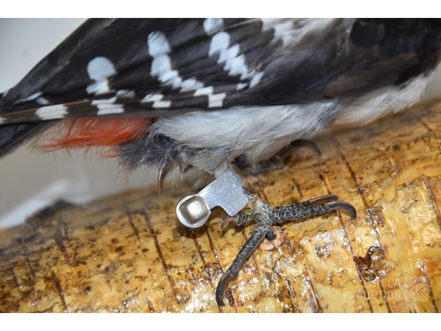 Vintage taxidermie - afbeelding 5 van  5