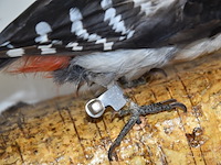 Vintage taxidermie - afbeelding 5 van  5