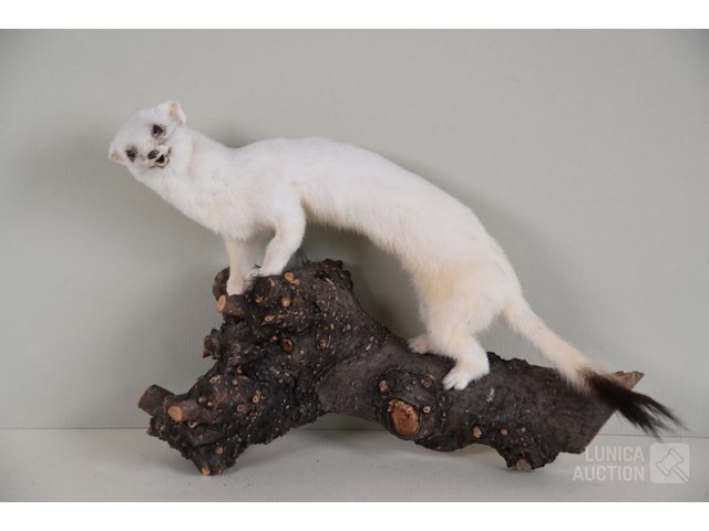 Vintage taxidermie - afbeelding 1 van  4