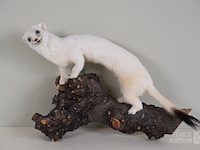 Vintage taxidermie - afbeelding 1 van  4