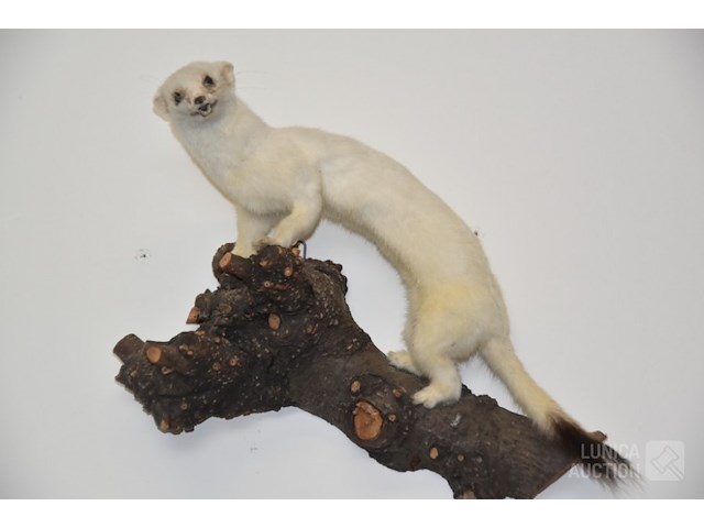 Vintage taxidermie - afbeelding 2 van  4