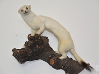 Vintage taxidermie - afbeelding 2 van  4
