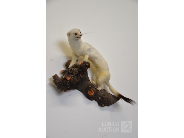 Vintage taxidermie - afbeelding 3 van  4