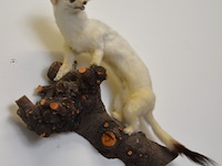 Vintage taxidermie - afbeelding 3 van  4