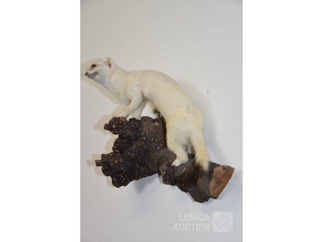 Vintage taxidermie - afbeelding 4 van  4