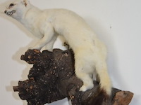 Vintage taxidermie - afbeelding 4 van  4