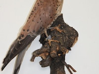 Vintage taxidermie - afbeelding 1 van  6