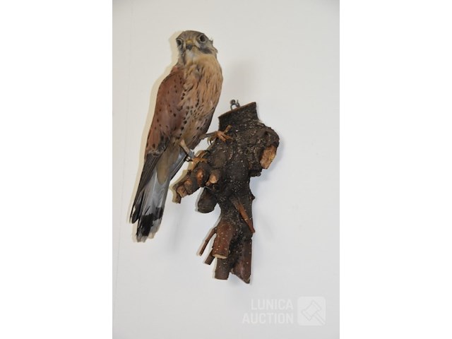 Vintage taxidermie - afbeelding 2 van  6