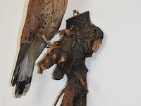 Vintage taxidermie - afbeelding 2 van  6