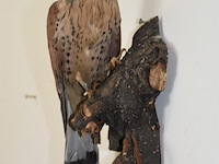 Vintage taxidermie - afbeelding 3 van  6