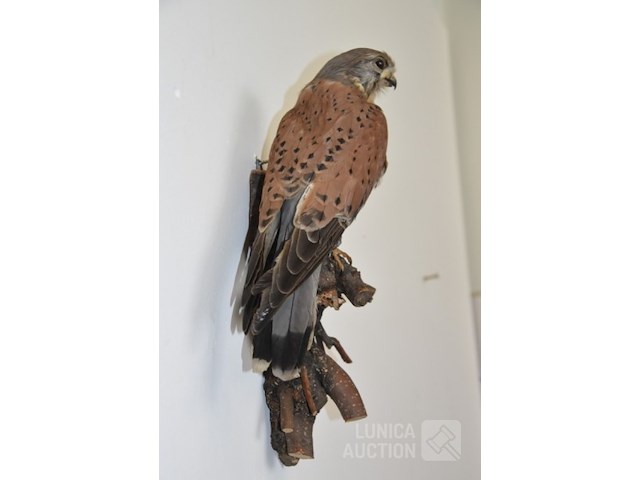 Vintage taxidermie - afbeelding 4 van  6