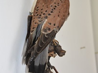 Vintage taxidermie - afbeelding 4 van  6