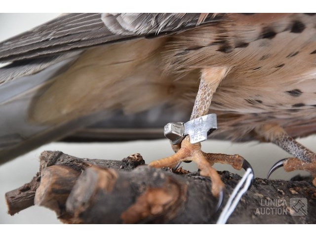 Vintage taxidermie - afbeelding 5 van  6