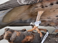 Vintage taxidermie - afbeelding 5 van  6