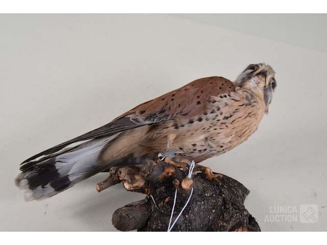 Vintage taxidermie - afbeelding 6 van  6