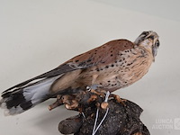 Vintage taxidermie - afbeelding 6 van  6