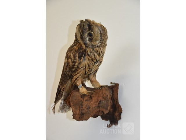 Vintage taxidermie - afbeelding 1 van  5