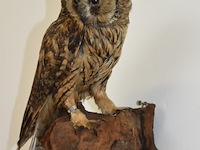 Vintage taxidermie - afbeelding 1 van  5