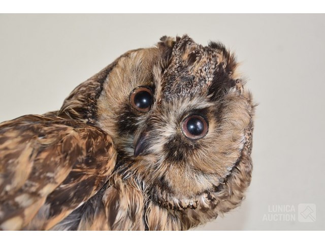 Vintage taxidermie - afbeelding 2 van  5