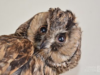 Vintage taxidermie - afbeelding 2 van  5