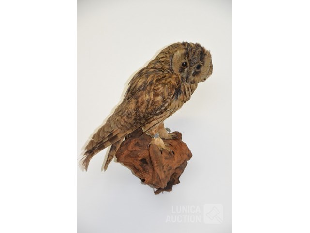 Vintage taxidermie - afbeelding 3 van  5