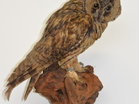 Vintage taxidermie - afbeelding 3 van  5