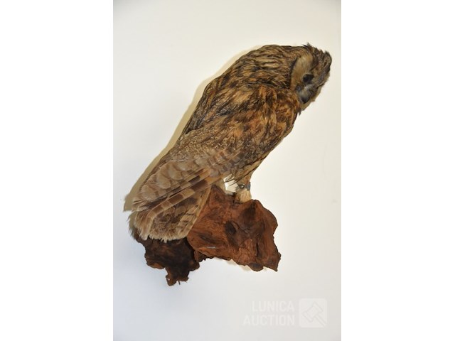 Vintage taxidermie - afbeelding 4 van  5