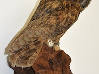 Vintage taxidermie - afbeelding 4 van  5