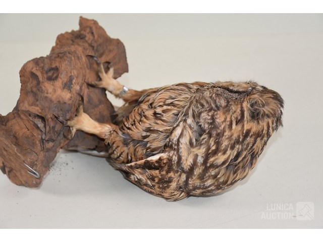 Vintage taxidermie - afbeelding 5 van  5