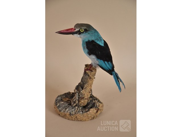 Vintage taxidermie - afbeelding 1 van  5