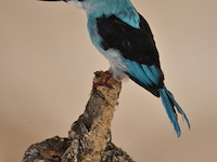 Vintage taxidermie