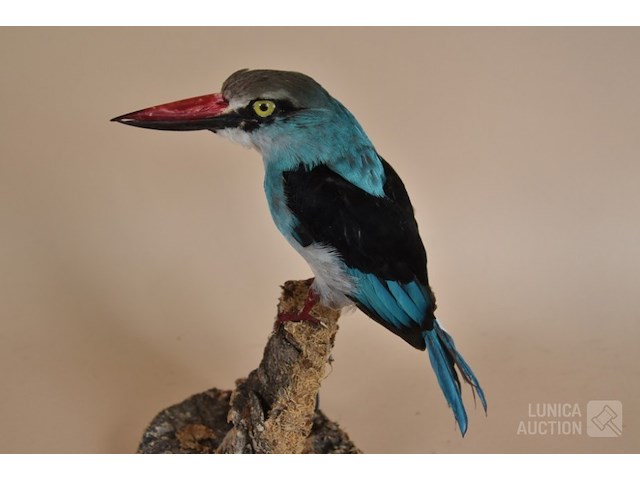 Vintage taxidermie - afbeelding 2 van  5