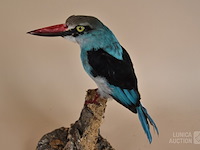 Vintage taxidermie - afbeelding 2 van  5